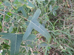 Araujia angustifolia