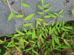 Oplismenus hirtellus