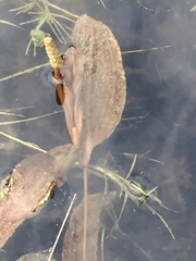 Potamogeton coloratus