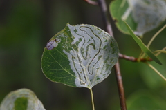 Phyllocnistis populiella