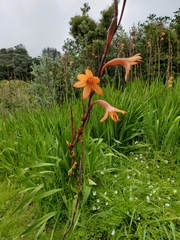 Watsonia meriana