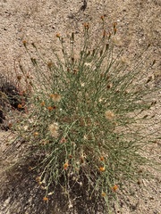 Adenophyllum