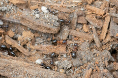 Formica subpolita