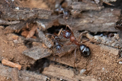 Formica subpolita