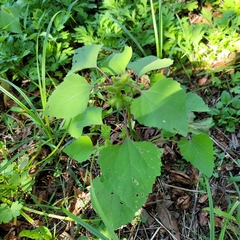 Xanthium strumarium canadense
