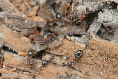 Formica subpolita