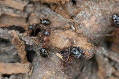 Formica subpolita