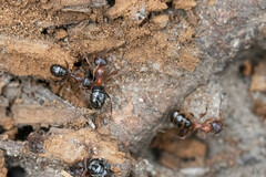 Formica subpolita