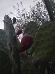 Opuntia cochenillifera