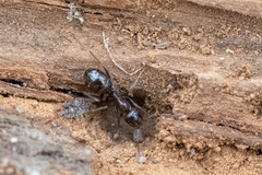 Formica subpolita