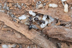 Formica subpolita