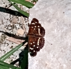 Anthanassa texana texana