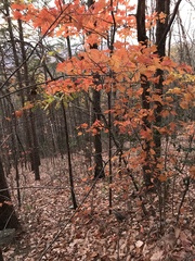 Acer floridanum