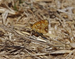 Phyciodes mylitta