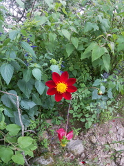 Dahlia coccinea