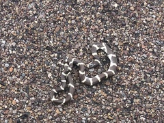 Lampropeltis californiae