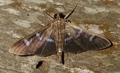 Phostria