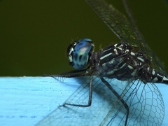 Dythemis nigra