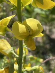 Crotalaria spectabilis