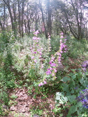Penstemon campanulatus