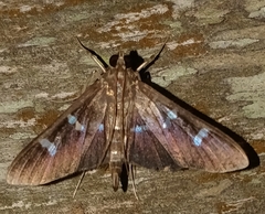 Phostria