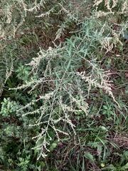 Artemisia