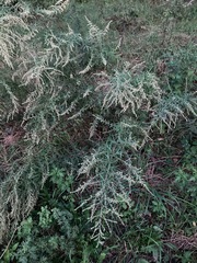 Artemisia