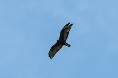 Buteo albonotatus