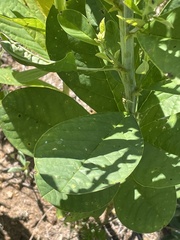 Crotalaria spectabilis