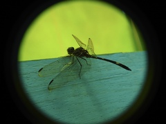 Dythemis nigra