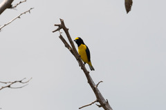 Euphonia affinis