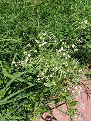 Parthenium hysterophorus
