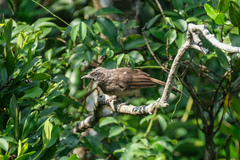 Pterorhinus perspicillatus