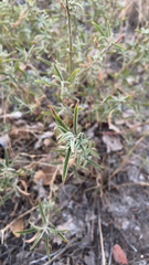 Dittrichia graveolens