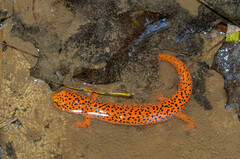 Pseudotriton ruber ruber