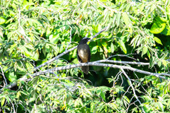 Saltator grandis