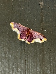 Lophosis labeculata