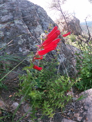 Lamourouxia rhinanthifolia