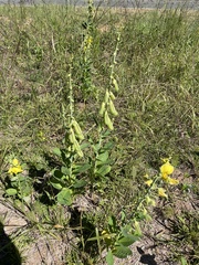 Crotalaria spectabilis