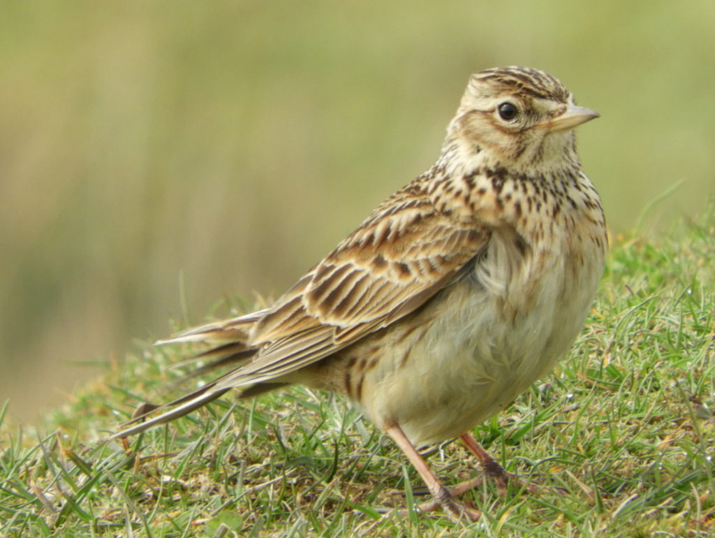Skylarks