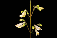 Penstemon tenuiflorus