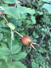 Rosa nutkana