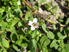 Bacopa monnieri