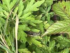 Chorthippus biguttulus