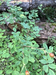 Rosa nutkana