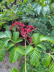 Leea guineensis