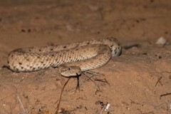 Crotalus cerastes