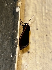 Virbia laeta