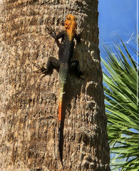 Agama picticauda