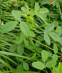 Melilotus suaveolens